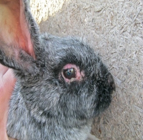 Міксоматоз профілактика і лікування у кроликів, симптоми хвороби, чи можна  їсти м&#39;ясо